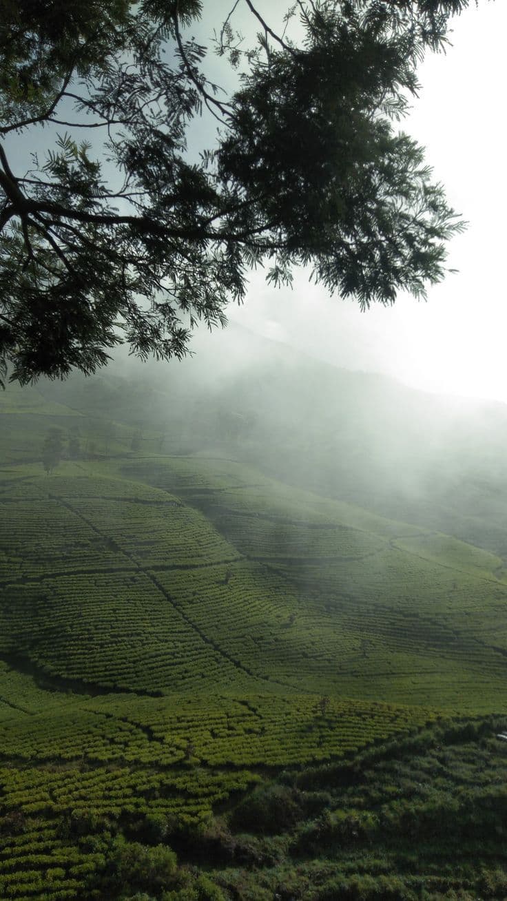 Mountain valley landscape in Ooty