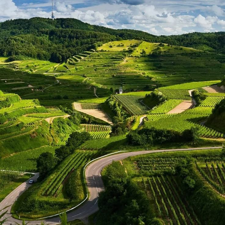 Forest valley and coffee estate in Coorg